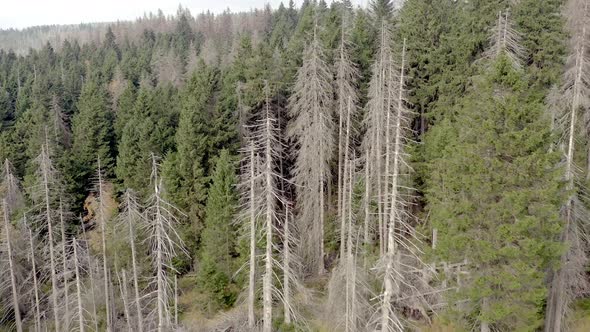 Dead and Dying Forest Caused by the Bark Beetle Aerial View