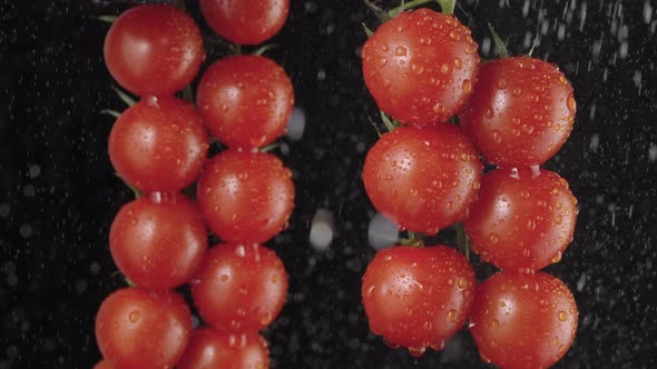 Red Ripe Tomatoes Cluster in Super Slow Motion Watering By Droplets