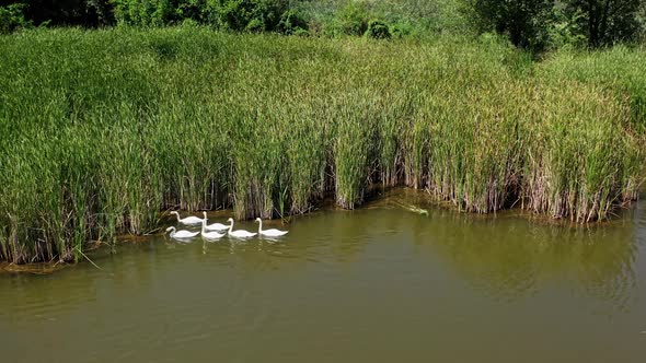 Wild birds in nature. Aerial view of brood of white swans
