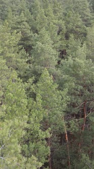 Vertical Video of the Pine Forest in the Afternoon