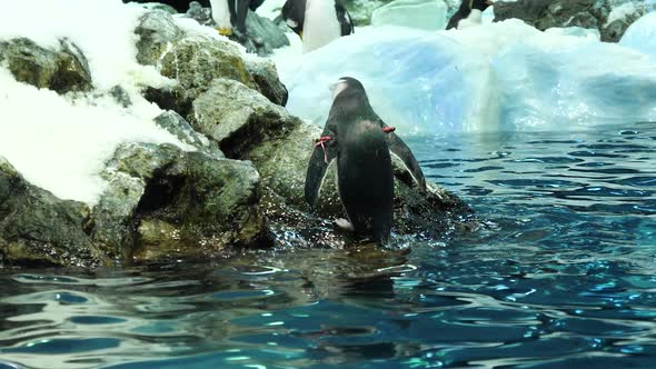 Chinstrap penguin jumps out of the water