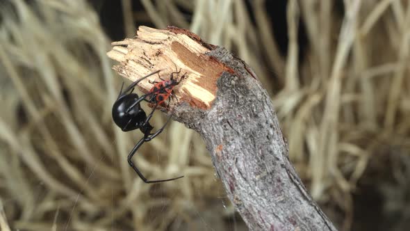 Black Widow Spider catching and wrapping webs around Fire Beetle