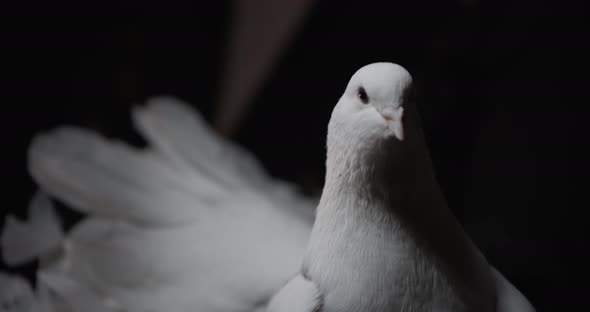 Close Up of the Head of a Cute White Fantail Pigeon Curiously Looking Around