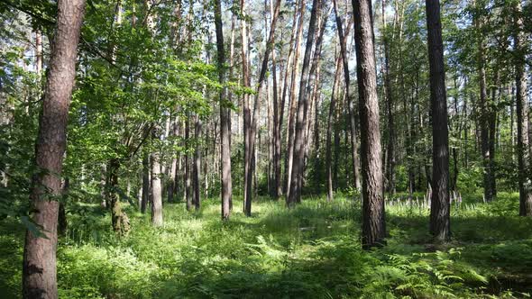 Trees in the Forest By Summer Day