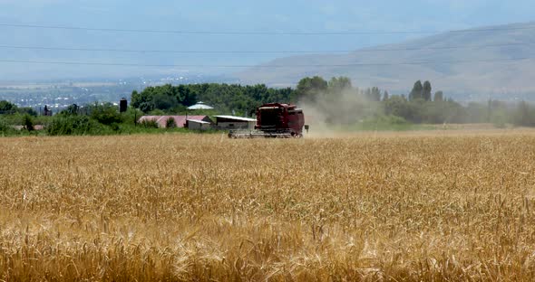 Combine harvester working on a barley field on sunny summer day. Beautiful agricultural scene