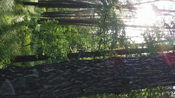 Vertical Video of a Forest with Pine Trees