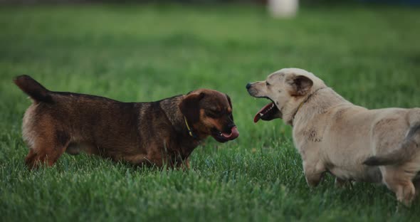 Playful Dogs Battle Slow Motion