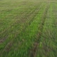 The Drone Flies Over the Green and Wheat Fields - VideoHive Item for Sale