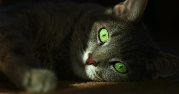 Close Portrait Shot of a Cat Lying in the Dark with a Stripe of Light on Its Face