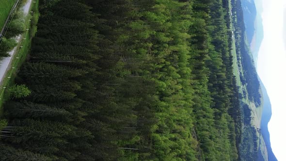 Vertical Video Carpathian Mountains