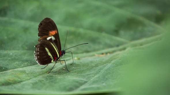 Butterfly World 18