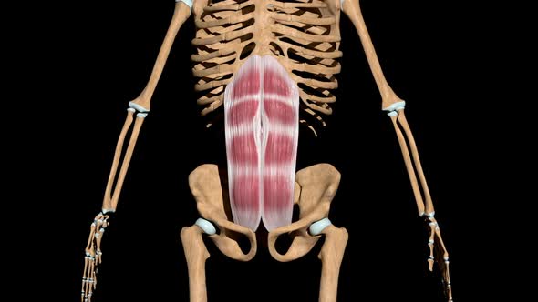 Rectus Abdominis Muscles On Skeleton