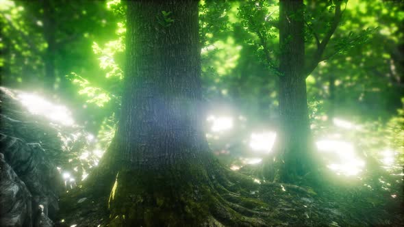 Scenic Forest of Fresh Green Deciduous Trees Framed By Leaves