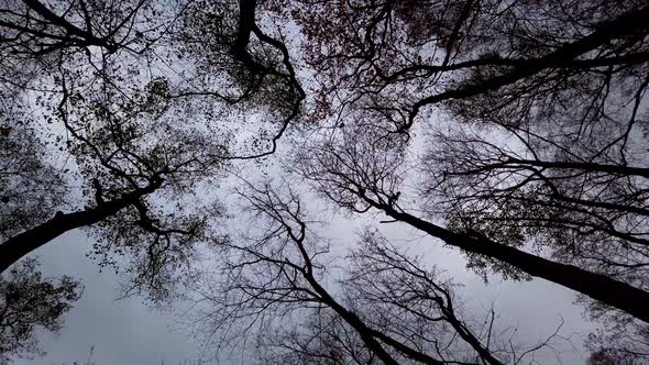 Trunks of autumn trees against the backdrop of the sky.