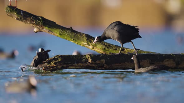 Territorial Common coot showing dominance towards another - low angle static shot