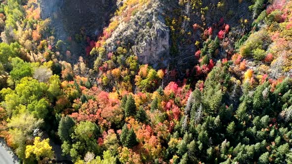 Aerial view of Fall colors on mountain side