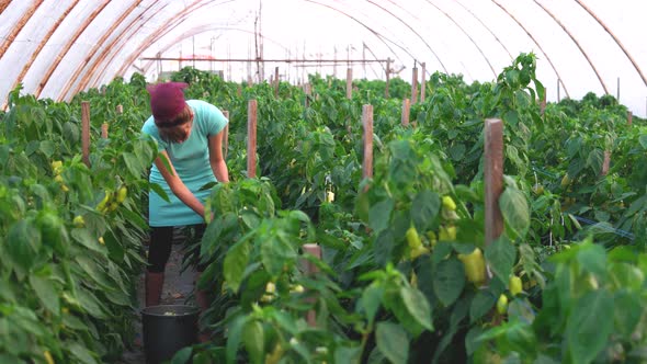 Female Gardener Harvesting Bell Pepper at Greenhouse