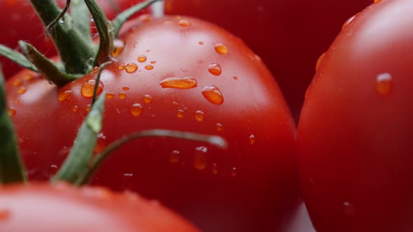 Juicy red tomatoes on the vines slow tilting close-up 4K 2160p 30fps UltraHD footage - Lot of fresh 