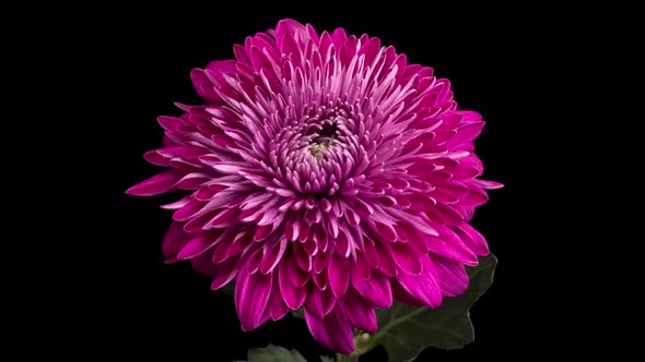 Beautiful Purple Chrysanthemum Flower Opening