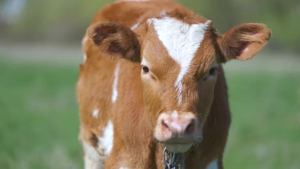 Head Portrait of Young Calf Grazing on Green Farm Pasture on Summer Day