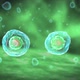Cell Division Stages of Mitosis, 3D illustration - VideoHive Item for Sale
