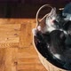 Two Cute Little Kittens are Playing in a Wicker Basket - VideoHive Item for Sale