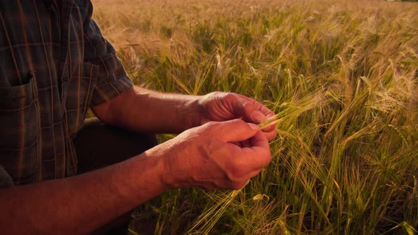 Close Up Farmer Man Hands Analysis and Inspection of Wheat Crops