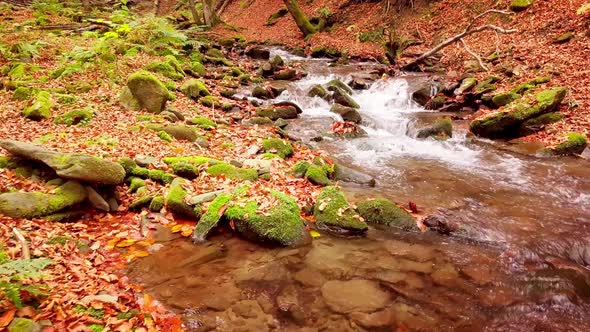 Footage of Wonderful Mountain Stream in the Shypit Karpat National Park