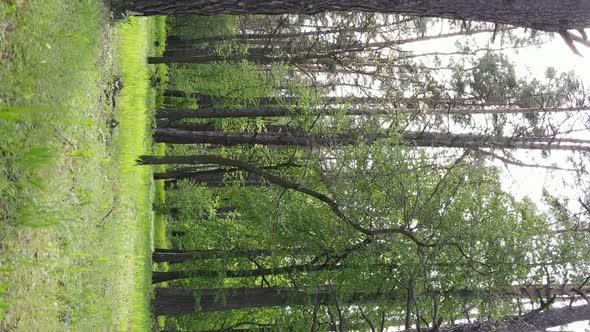 Vertical Video of a Beautiful Green Pine Forest on a Summer Day Slow Motion