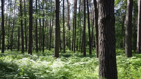 Trees in the Forest By Summer Day