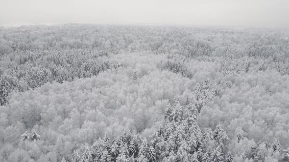 Snow Covered Forest in the Afternoon with Fog Shot on the Throne at Christmas