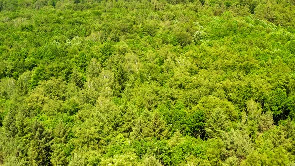 Green forest in summer, aerial view of Poland