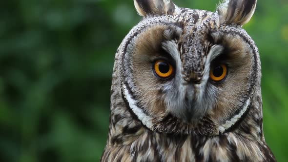Closeup of a Long-Eared Owl,  Asio otus. UK