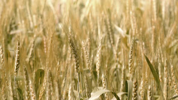 Barley Field