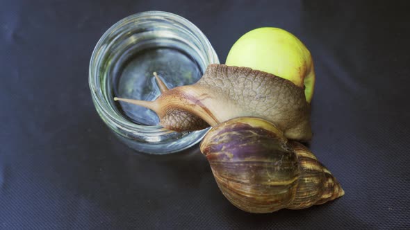 African Snail Achatina