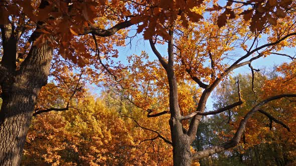 Into Autumn Forest