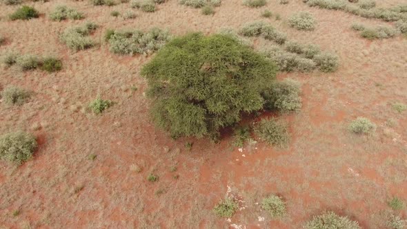 Aerial view of a large camel thorn tree (Vachellia erioloba) in an arid Kalahari landscape, South Af