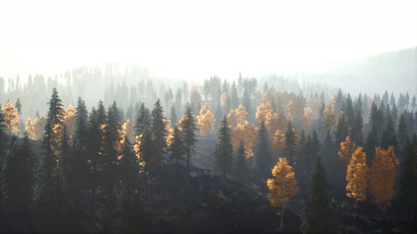 Sunlight in Spruce Forest in the Fog on the Background of Mountains at Sunset