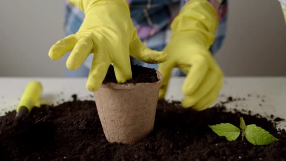 Woman Hands in Yellow Gloves Transplanting Plant