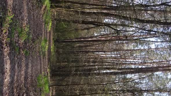 Vertical Video of a Road in the Forest