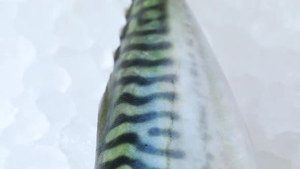 Single fresh raw mackerel fish on ice close up