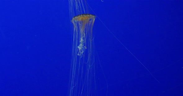 Japanese Sea Nettle, chrysaora pacifica, real time 4K