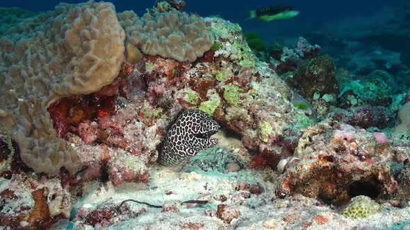 honey comb moray eel wide angle shot. A honeycomb moray eel hiding under a rock wide angle view.