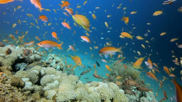 Colorful Tropical Coral Reefs