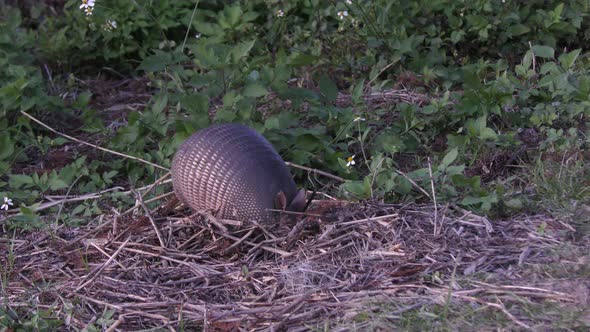  Armadillo Feeds at Sunset