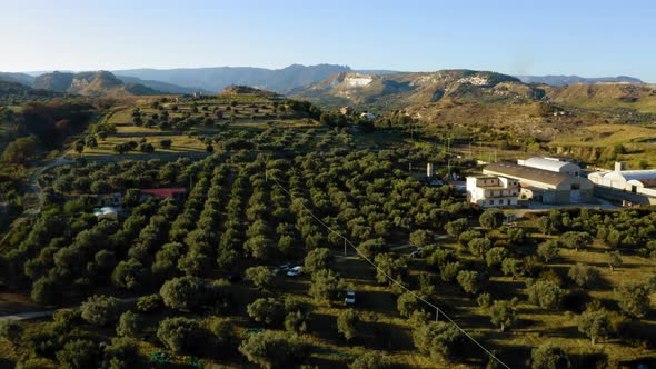Aerial Olive Oil Land