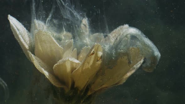 Ink Flower in Water Paint Splash