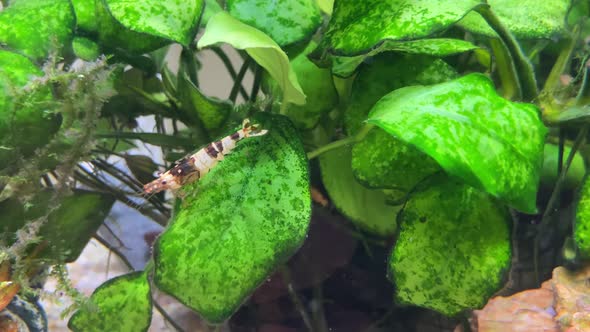 Crystal Black Taiwan Bee Fresh Water Shrimp walks on Anubias aquarium plant