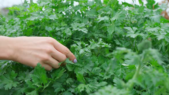 Natural Celery and Greens Plantation in a All Organic Farm