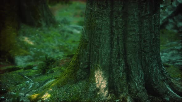 Tree Roots and Sunshine in a Green Forest with Moss